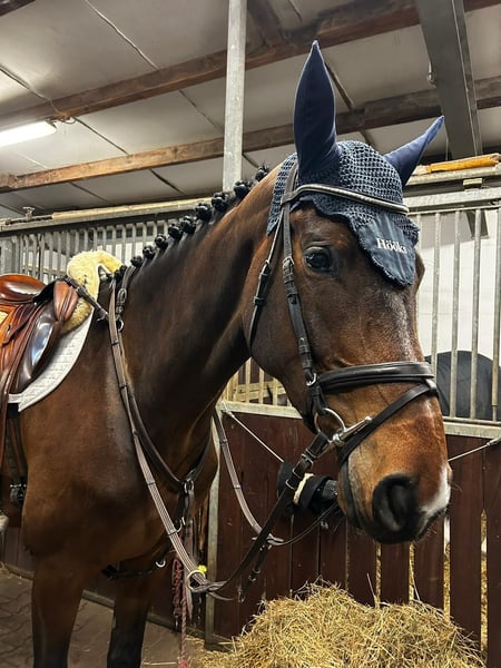 Schwedisches Warmblut, Stute in Suhlendorf