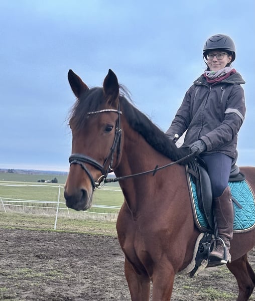 Schwedisches Warmblut, Stute in Leipzig
