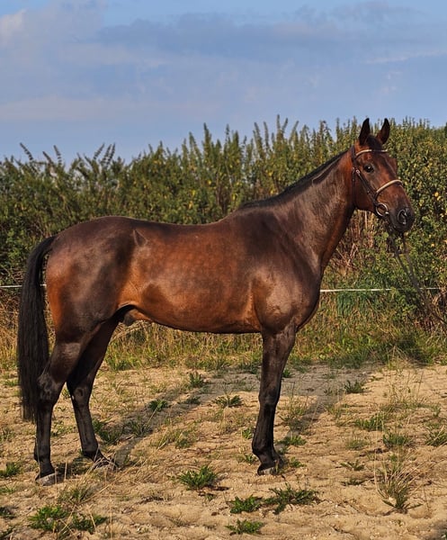 Schwedisches Warmblut, Wallach in Leipzig