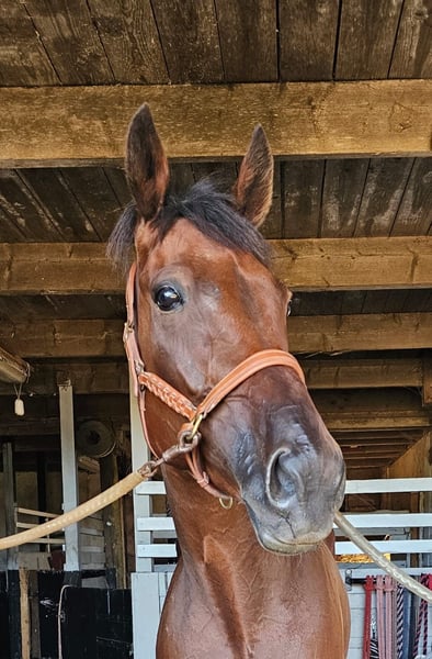 Schwedisches Warmblut, Wallach in Leipzig