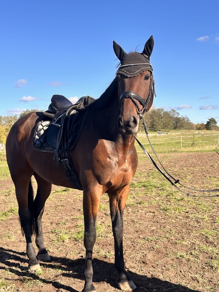 Schwedisches Warmblut, Wallach in Leipzig