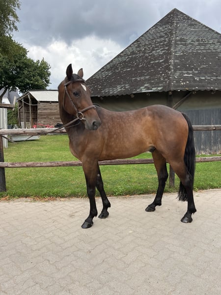 Schwedisches Warmblut, Wallach in Bremen
