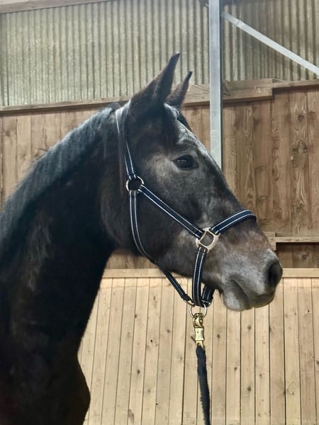 Schweizer Warmblut, Wallach in Elsoff / Westerwald