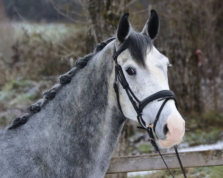Schweizer Warmblut, Wallach in Bad Dürrheim
