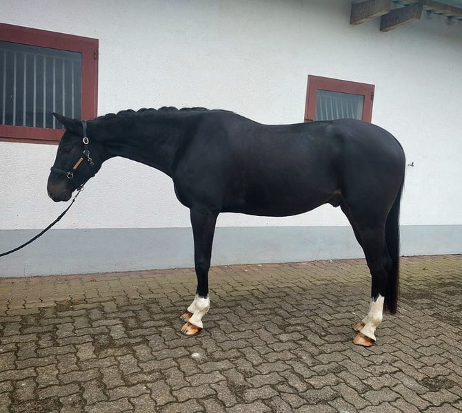 Schweizer Warmblut, Wallach in Kandern