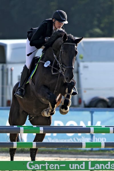 Schweizer Warmblut, Wallach in Menden