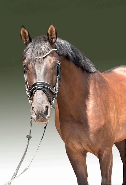 Schweizer Warmblut, Wallach in Herford