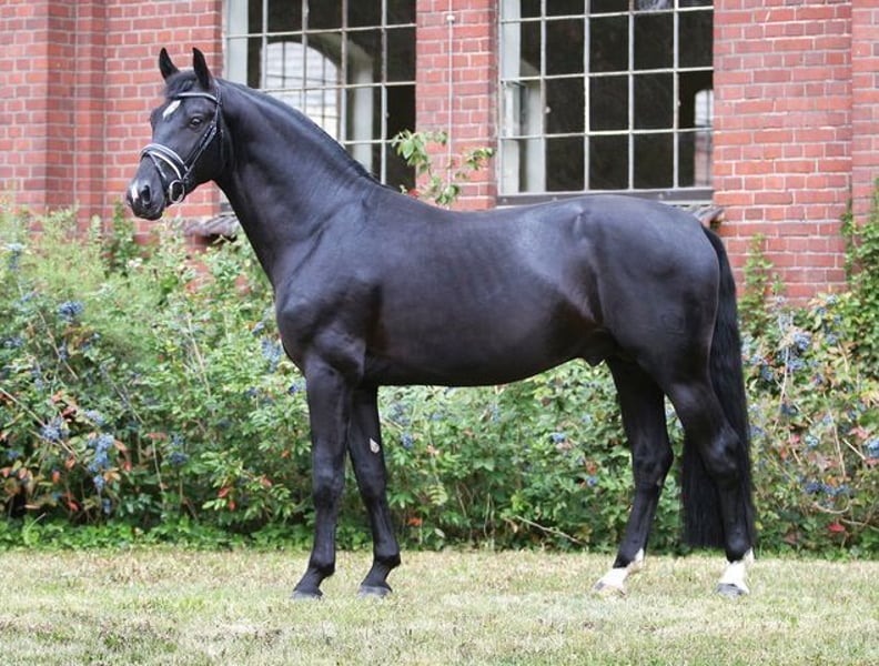 Schweres Warmblut Hengst Rappe in Moritzburg