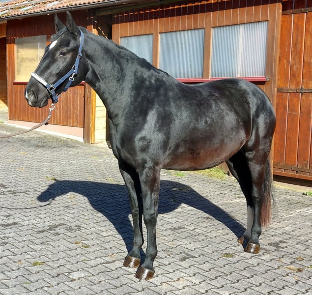 Schweres Warmblut, Stute in Loßburg