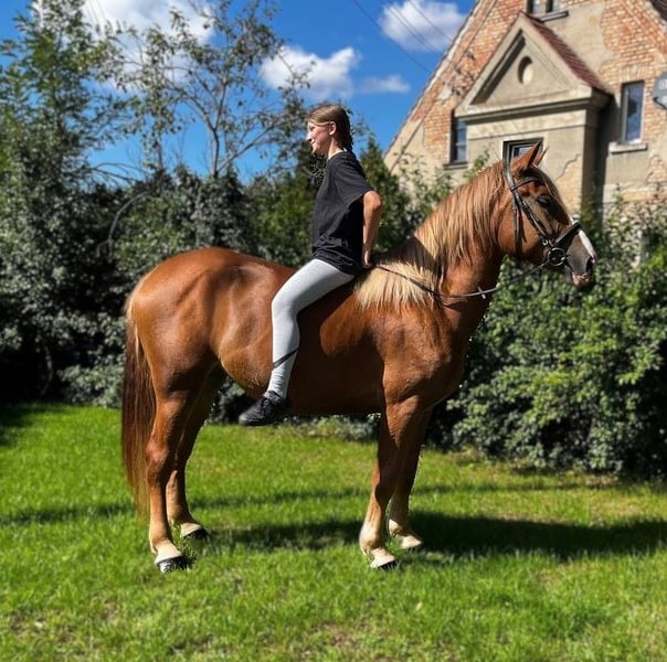 Schweres Warmblut, Stute in Görlitz