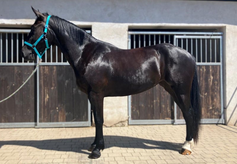 Schweres Warmblut, Stute in Görlitz