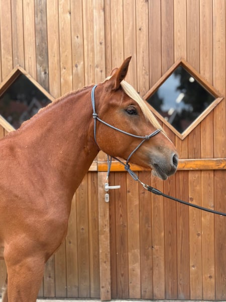 Schweres Warmblut, Stute in Eggermühlen OT Bockraden