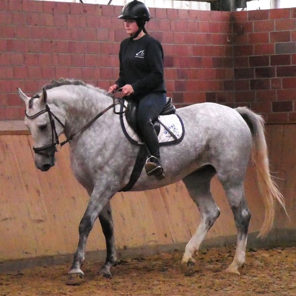 Schweres Warmblut, Stute in Dorsten