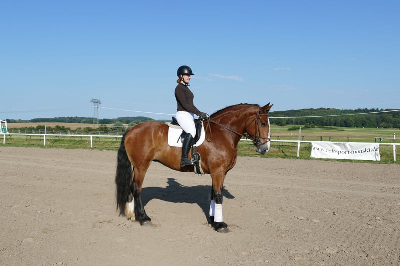 Schweres Warmblut, Stute in Ganschow