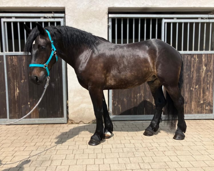 Schweres Warmblut, Wallach in Görlitz
