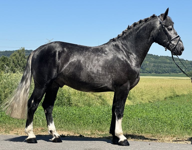 Schweres Warmblut, Wallach in Riedlingen