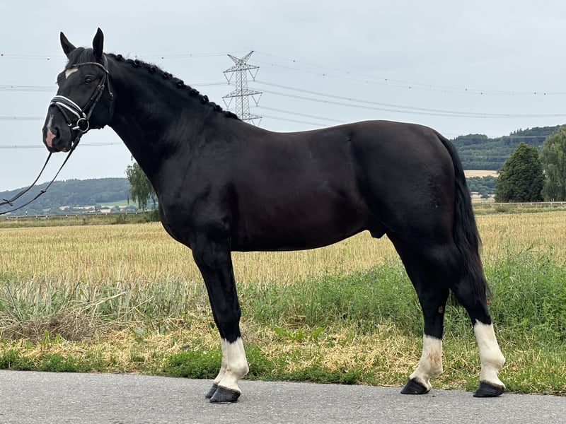 Schweres Warmblut, Wallach in Riedlingen