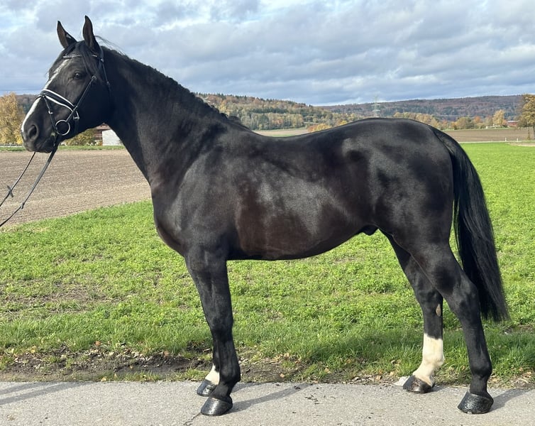 Schweres Warmblut, Wallach in Riedlingen