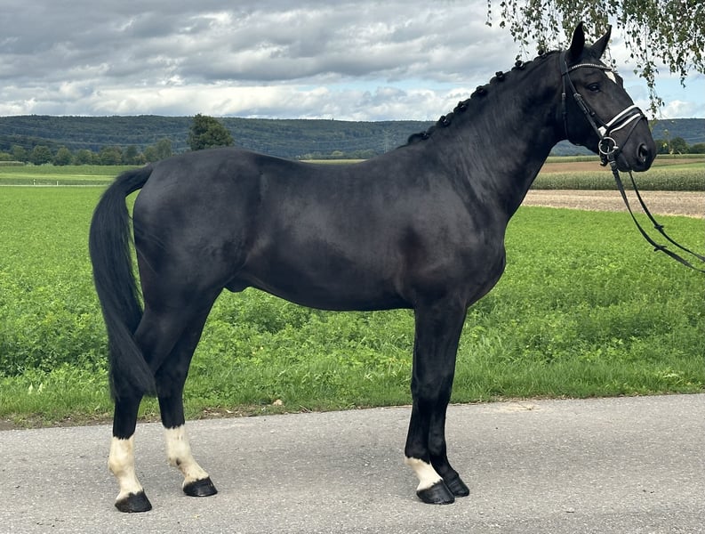 Schweres Warmblut, Wallach in Riedlingen