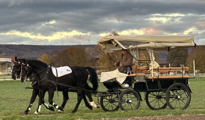 Schweres Warmblut, Wallach in Riedlingen