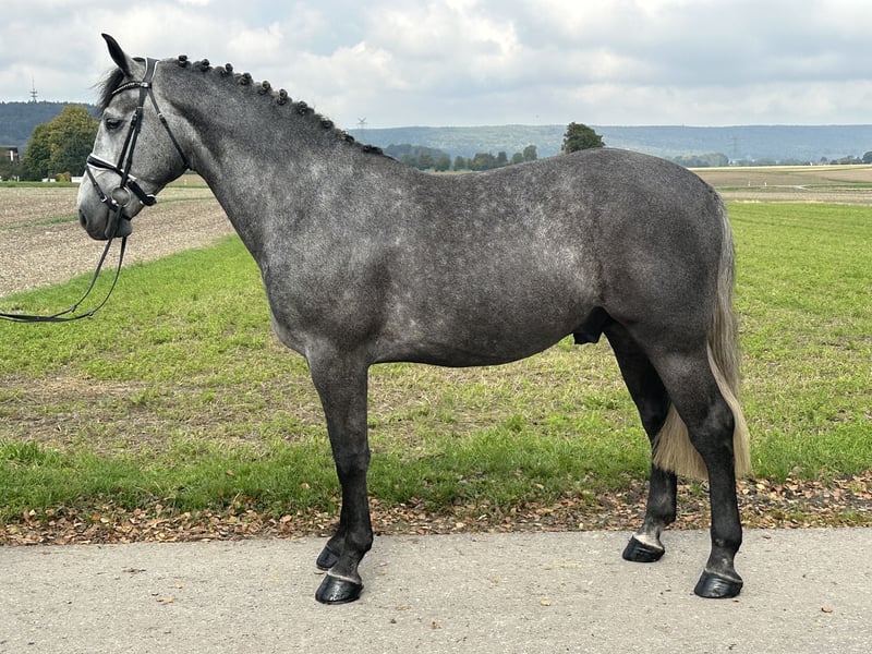 Schweres Warmblut, Wallach in Riedlingen