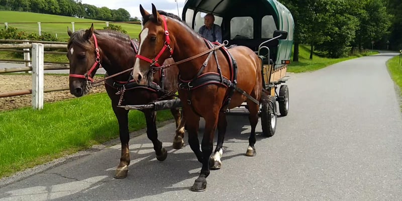 Schweres Warmblut, Wallach in Kamenz