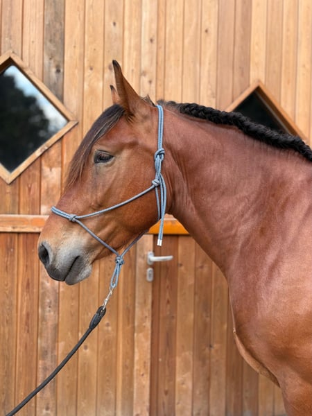Schweres Warmblut, Wallach in Eggermühlen OT Bockraden