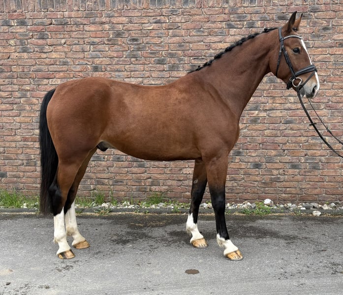 Schweres Warmblut, Wallach in Niederkassel