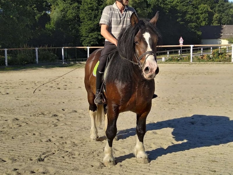 Schweres Warmblut, Wallach in Kamenz