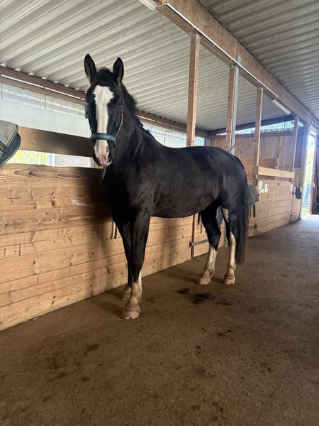 Schweres Warmblut, Wallach in Zarpen