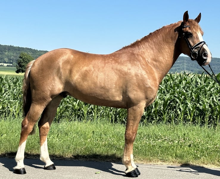Schweres Warmblut, Wallach in Riedlingen