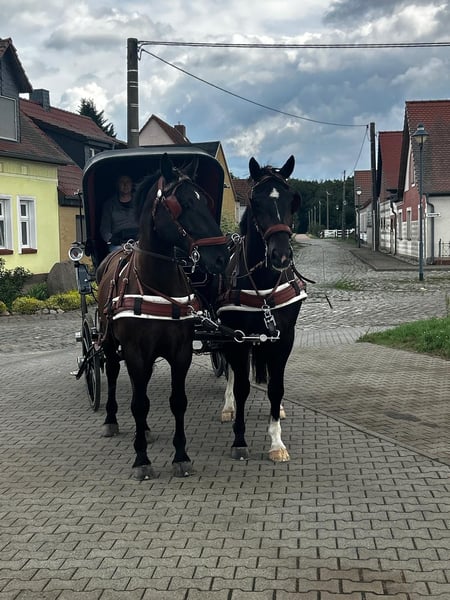 Schweres Warmblut, Wallach in Thießen