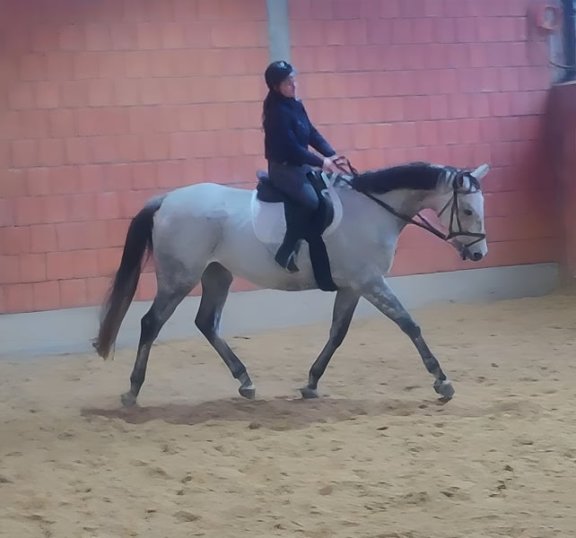 Selle Francais, Wallach in Lage