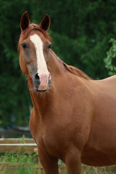 chestnut arabian horse with blaze