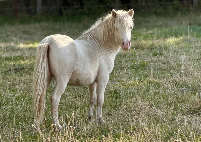 Shetland Ponys, Hengst in Groß Molzahn