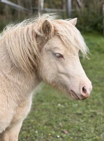 Shetland Ponys, Hengst in Groß Molzahn
