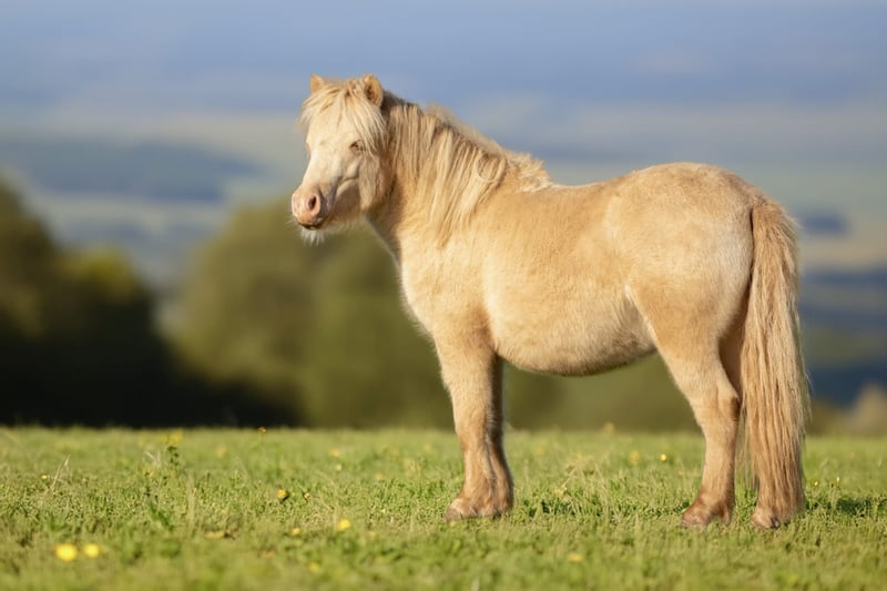 Shetland Ponys, Hengst in Groß Molzahn