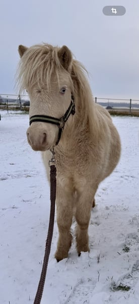 Shetland Ponys, Hengst in Groß Molzahn