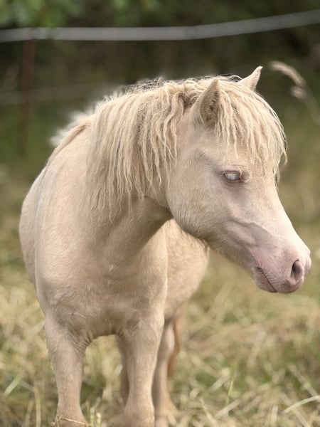 Shetland Ponys, Hengst in Groß Molzahn