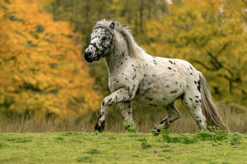 Shetland Ponys, Hengst in Groß Molzahn