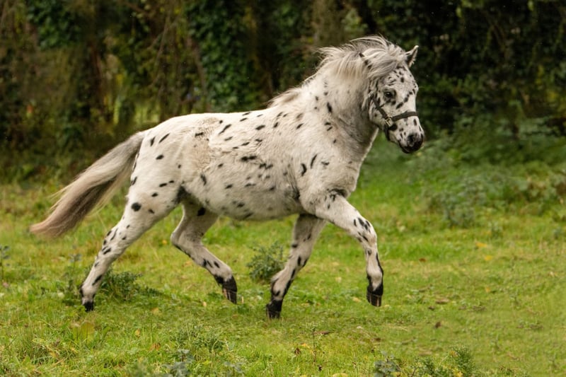 Shetland Ponys, Hengst in Groß Molzahn