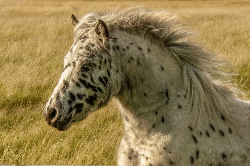 Shetland Ponys, Hengst in Groß Molzahn