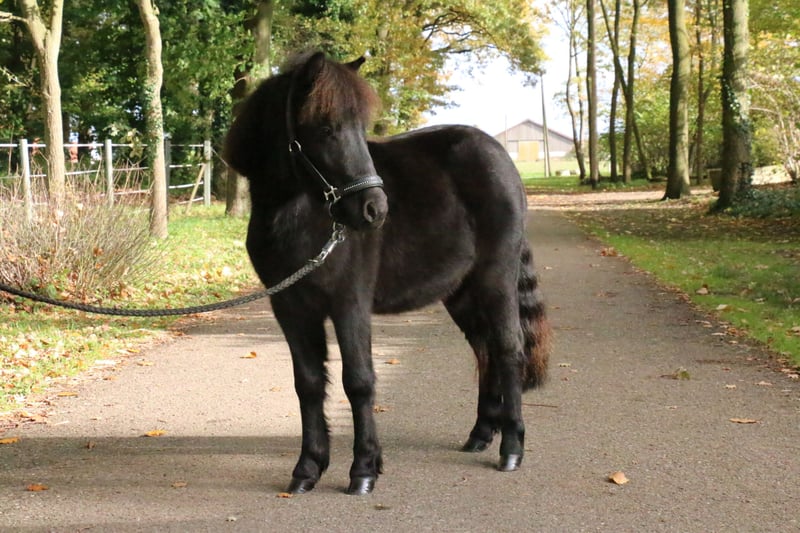 Shetland Ponys, Hengst in Recke, bei Osnabrück