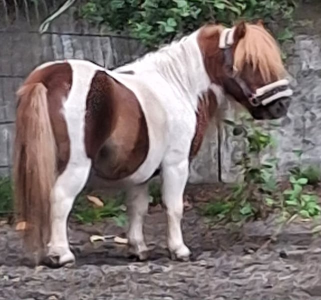 Shetland Ponys, Hengst in Much