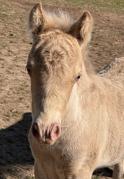 Shetland Ponys, Hengst in Groß Molzahn
