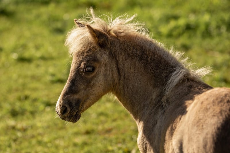 Shetland Ponys, Hengst in Groß Molzahn
