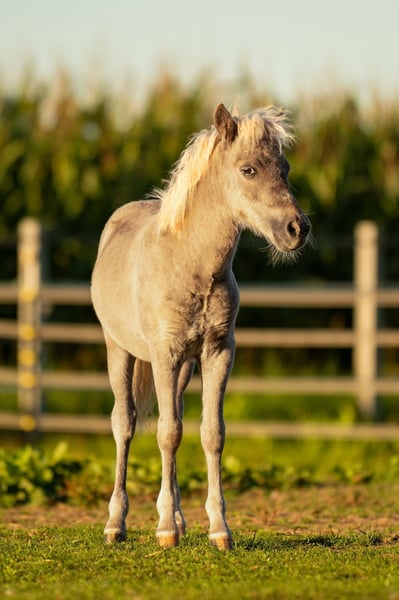 Shetland Ponys, Hengst in Groß Molzahn