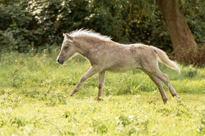 Shetland Ponys, Hengst in Groß Molzahn