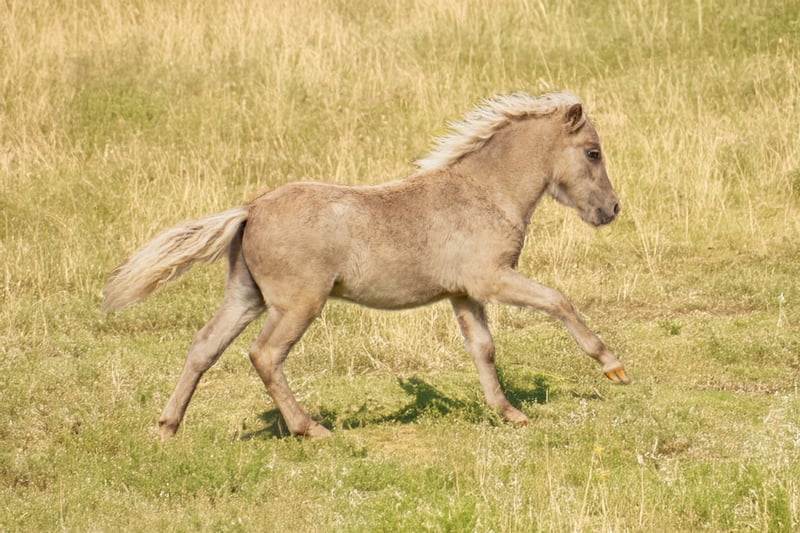 Shetland Ponys, Hengst in Groß Molzahn