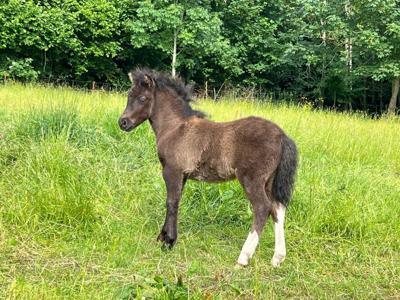 Shetland Ponys, Hengst in Grimmen